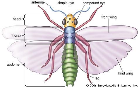 Insects Large cass of arthropods. Segmented body. Segments are grouped into distinct head, thorax and abdomen regions.
