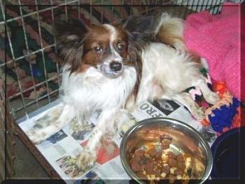 Issue ~ 14 ~ January ~ 2007 an outreach e-communication of Papillon Haven Rescue Brrr! It's Cold Out There!