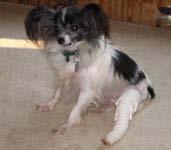PapHaven unfortunately has many rescued Papillons that need surgery before they can find their own Forever Home.