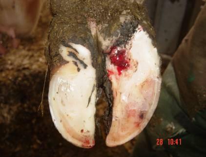 occurs in the front 2/3rds of the inner hind claw, and front 1/3 rd in the outer claw, then tracks or under-run horn should only be pursued in these regions if painful.
