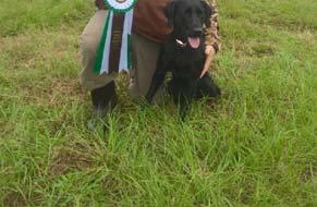 Since Adam loved the looks and drive of John s dog, Adam contacted Downhome Kennels in Ethel, Louisiana and purchased a female out of the same breeding. Natty s mom is out of Mossy Pond Retrievers.