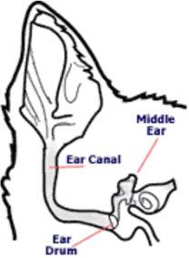 Continued from Page 4 Ear Infections (Otitis Externa) & Ear Cleaning in Dogs (cont.