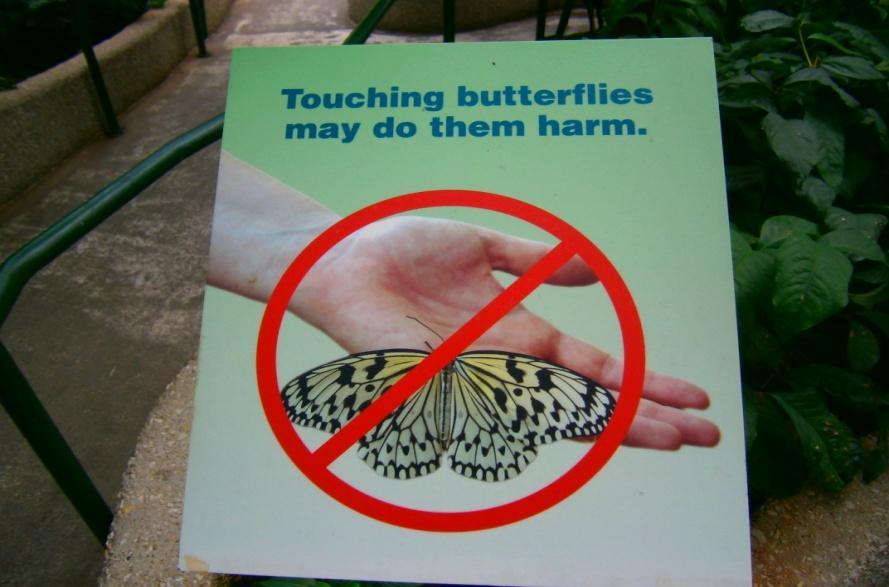 Inside the Butterfly Haven, the butterflies can fly anywhere they want. This is okay. Butterflies cannot hurt me. Sometimes a butterfly will land on a person. This is okay, too.