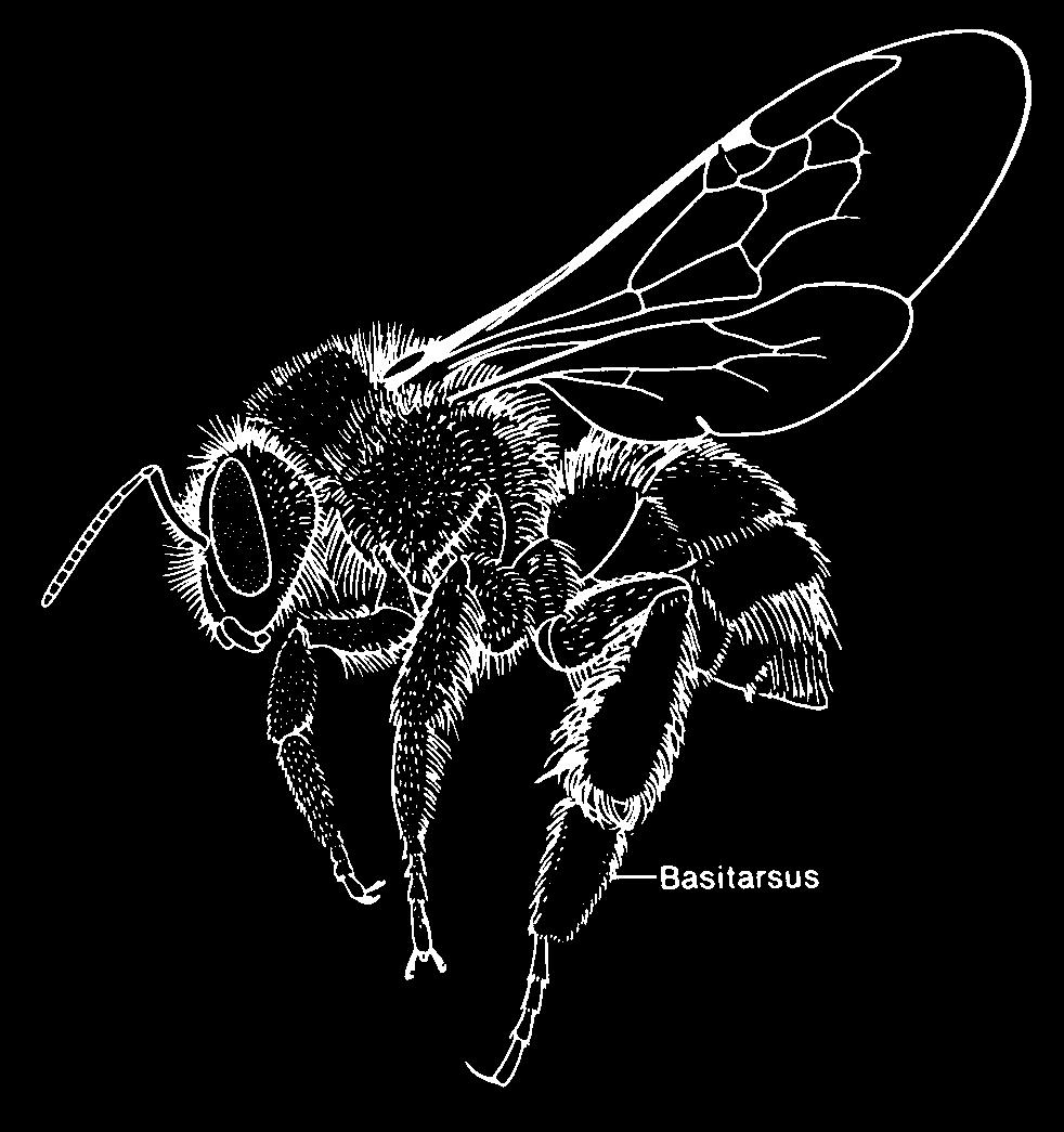 Holometabola: Hymenoptera