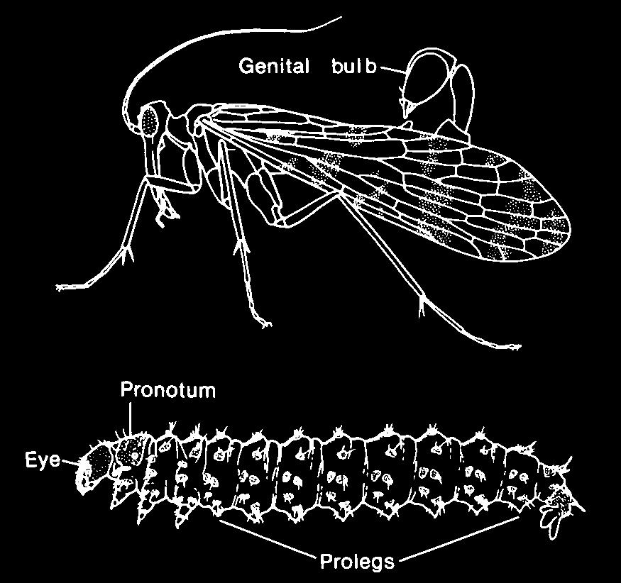 Order Siphonaptera (fleas)