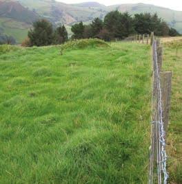 Grazed feed options All grass wintering All grass wintering (AGW) is a form of paddock grazing that meets the nutritional requirements of pregnant ewes during winter mainly from grass.