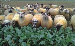 Brassicas Roots and forage brassicas such as kale and forage rape can provide a high-energy diet for winter feeding.
