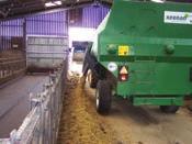 Silage Silage is a good forage option for sheep, but check it before feeding. Do not feed mouldy silage to ewes as there is a high risk of listeria abortion.