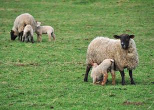 Lactation at grass Ewes at grass will require different supplementation depending on: Ewe body condition Number of lambs being reared Grass quality and quantity As a rule of thumb, set-stocked ewes