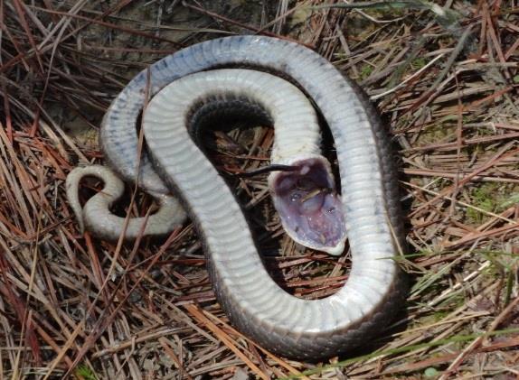 Big Woods Survey Reptiles 19. Carphophis a. amoenus (Eastern Wormsnake) Three adult Eastern Wormsnakes were observed during the survey.
