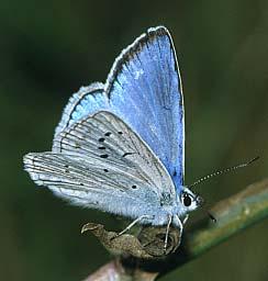 The bright-blue ups and sharply-defined borders fit the standard description of and the grey uns ground-colour is appropriate too. The dark unhw spots etc.