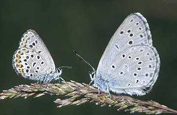 The male uns ground-colour (right) is greybrown with smaller spots than ssp alcon, which agrees with the standard description.