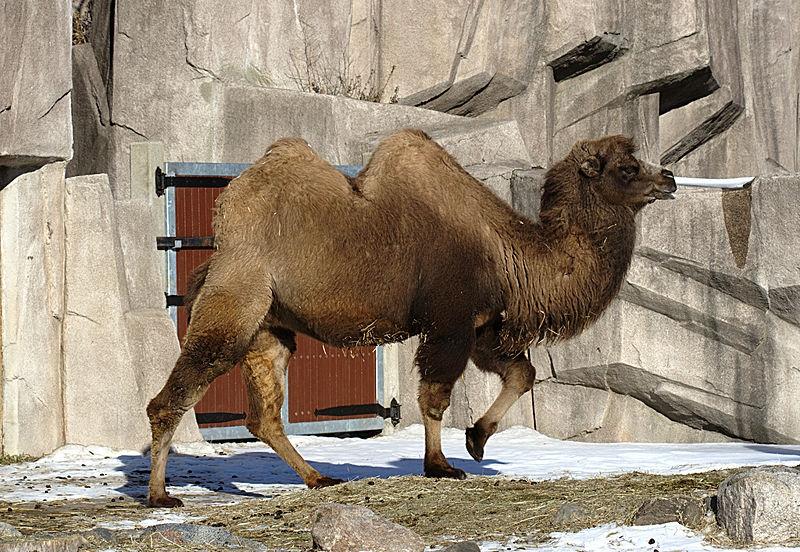 They are primarily found in North Africa and the Middle East. Personally, I have met many Dromedary camels.