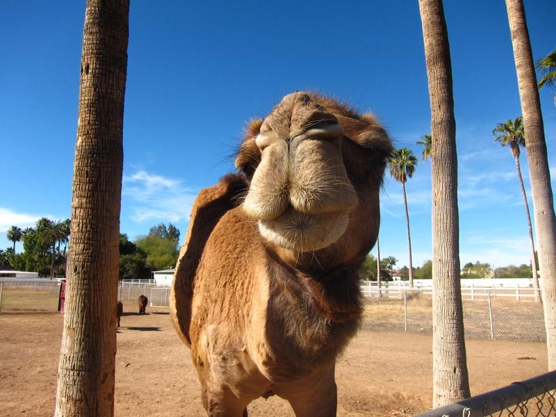 Where can I Spend Time with Camels? There are lots of places to spend time with camels. Some of them may be right around the corner from you.
