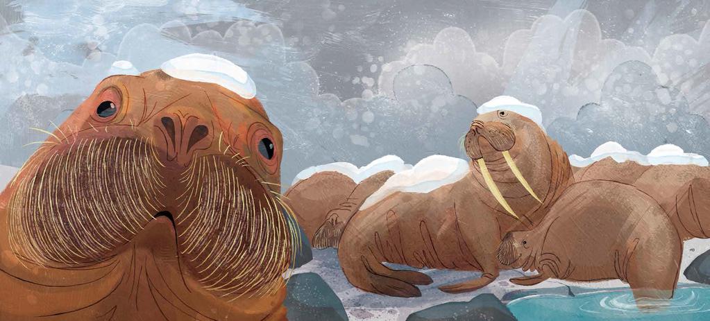 In winter, a walrus s thick layer of fat can weigh more than 400 pounds. Seals and sea lions fatten up too.