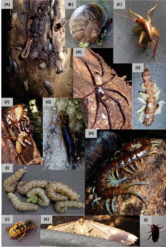 CFR usage patterns of invertebrates and lizards Chapter 5 Figure 5.3. Photos of various invertebrates found inside CFRs.
