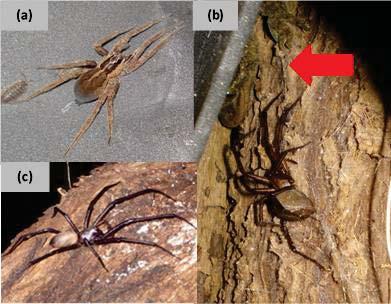 individual male tree weta, and (c) a