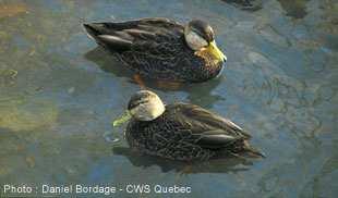 rubripes is a common sight in ponds and marshes in eastern Canada. It is the only common duck in eastern North America in which the sexes are almost identical in appearance.