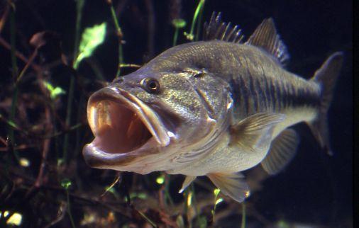 Large Mouth Bass Largemouth bass have a very large mouth that extends beyond the rear edge of the eye when it is closed.
