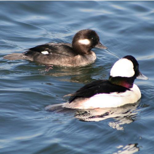 Bufflehead The Bufflehead is our smallest duck, tiny and compact with a short bill and relatively large head.