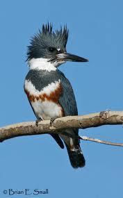 Belted Kingfisher The belted kingfisher is blue-gray above, with a ragged bushy crest and a broad, bluegray breast-band.