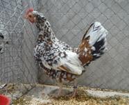 Spangled Croatian bantam hen This breed distinguishes itself from the colorwise similar Belgian Tournaisis bantam by its very compact and broad body.