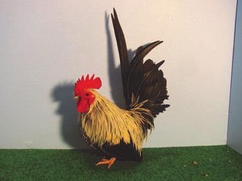 Japanese bantams are not recommended as a beginner s bird as it is a difficult breed to maintain good type. Body shape is very important; only ten points out of a hundred is given for colour.