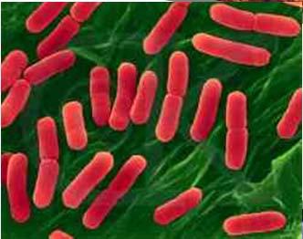 the emergence of resistant bacteria.