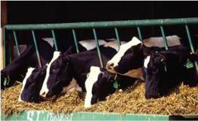 Antimicrobial Drugs in Food-Producing Animals