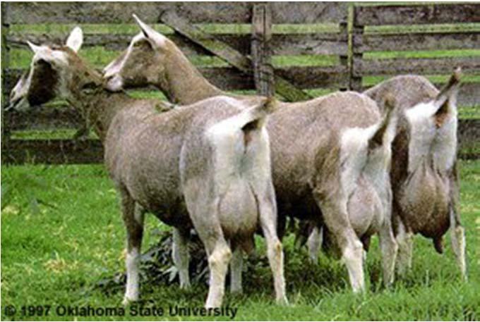 Genetic Engineering Bio-pharm Bio-pharm animals also present a unique set of challenges. These are animals used to make human biologics or other therapeutics... (e.g. ATryn human anticoagulant a therapeutic protein produced in milk of GE goats.