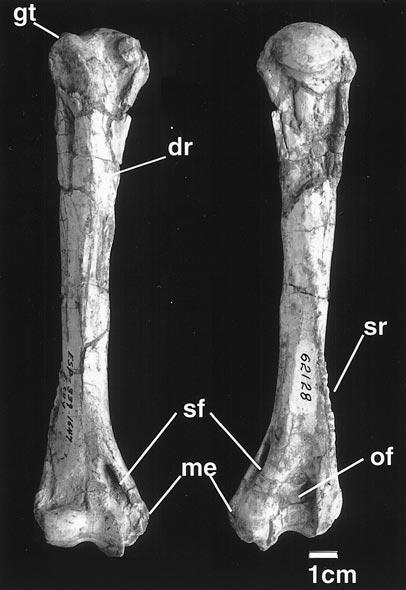 2001 ROTHWELL: PSEUDAELURUS FROM NEW MEXICO 13 Fig. 6. Right humerus: dorsal view (left) and ventral view (right).