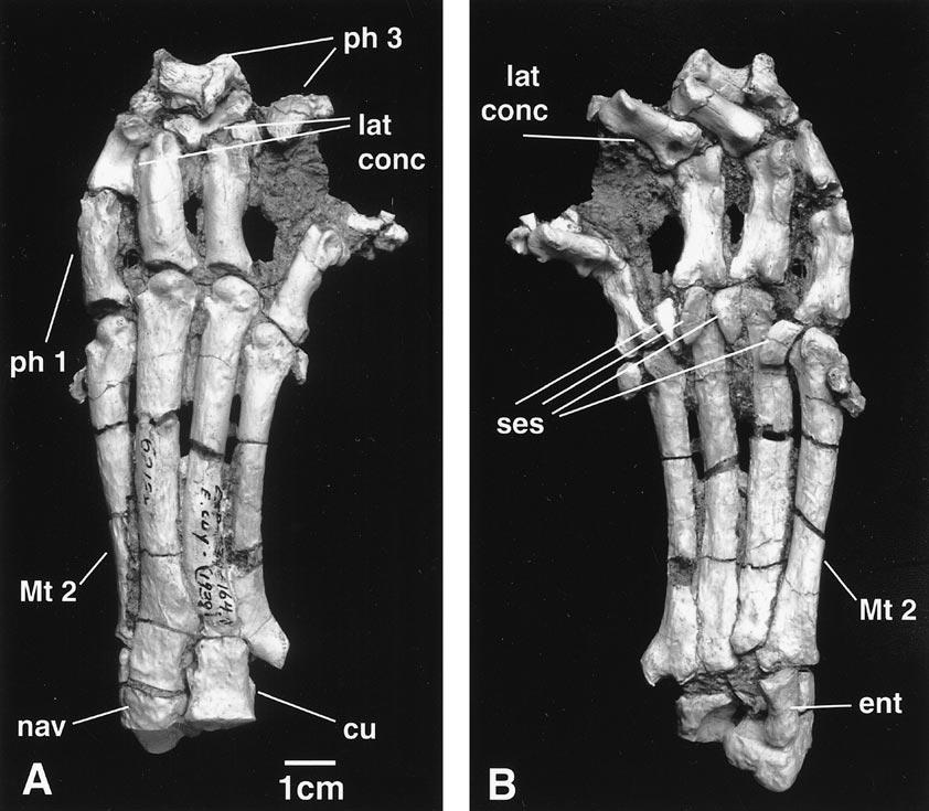 2001 ROTHWELL: PSEUDAELURUS FROM NEW MEXICO 17 Fig. 11. Articulated right pes in dorsal (A) and ventral (B) views. In the dorsal view, the more stout third metatarsal bone can be appreciated.