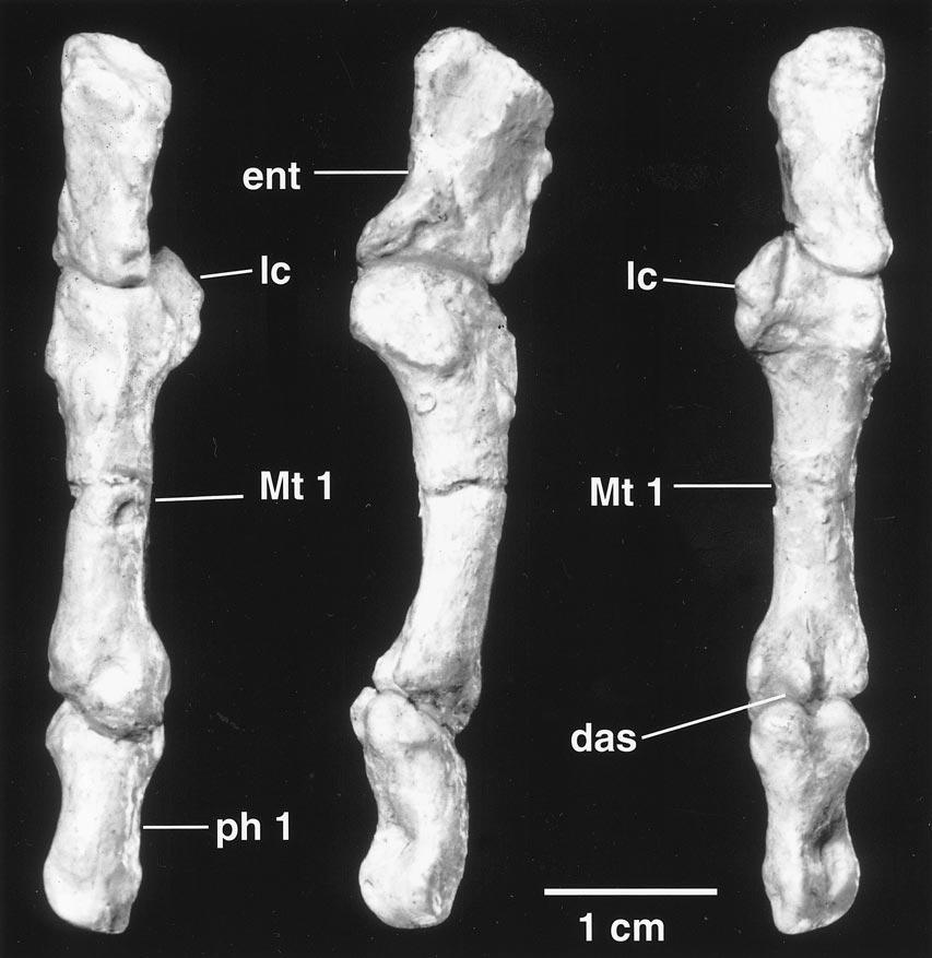 2001 ROTHWELL: PSEUDAELURUS FROM NEW MEXICO 19 Fig. 13. Left Mt1 articulating with entocuneiform (ent) proximally and its first phalanx distally.