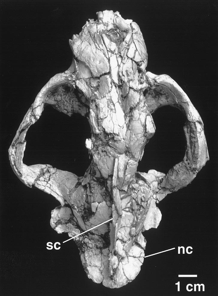 2001 ROTHWELL: PSEUDAELURUS FROM NEW MEXICO 7 Fig. 2a. Dorsal view of F:AM 62128 skull. The morphology of the cranium resembles that of the P. lemanensis skull (MNHN S.G.