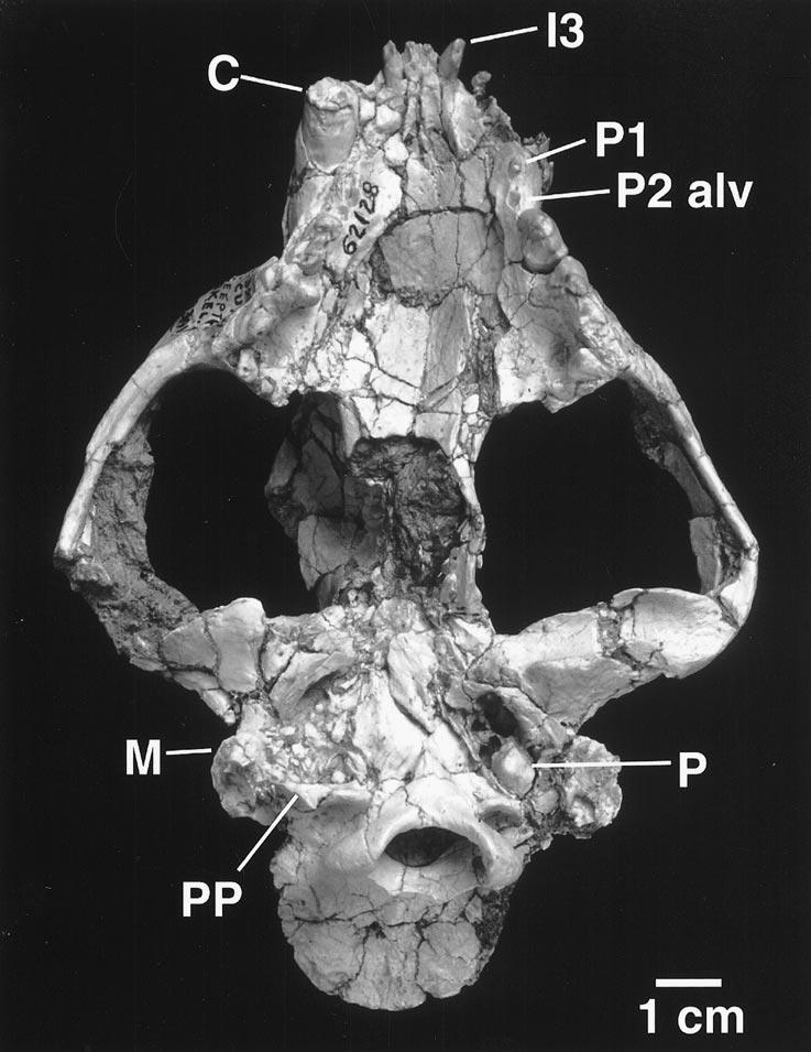 8 AMERICAN MUSEUM NOVITATES NO. 3342 Fig. 2b. Ventral view of F:AM 62128 skull containing four upper premolars with P2 evidenced by a single-rooted alveolus.