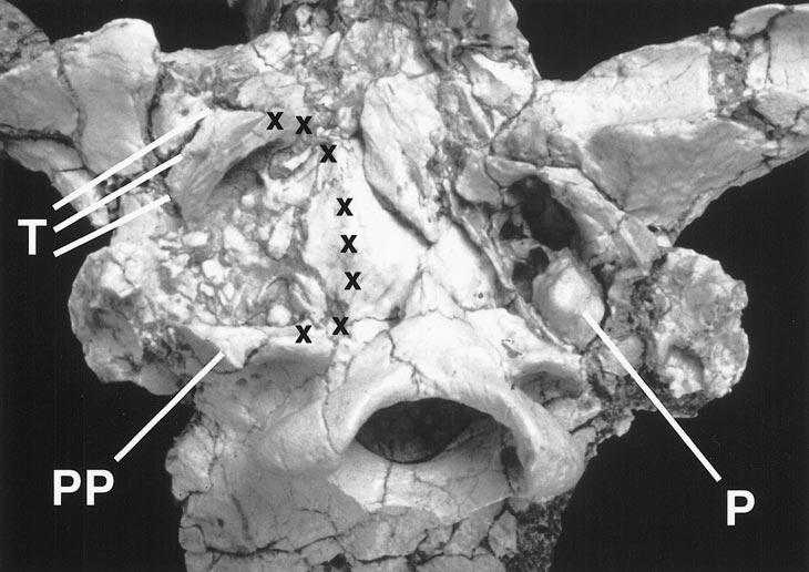 2001 ROTHWELL: PSEUDAELURUS FROM NEW MEXICO 9 Fig. 3. Close view of basicranial area of skull.