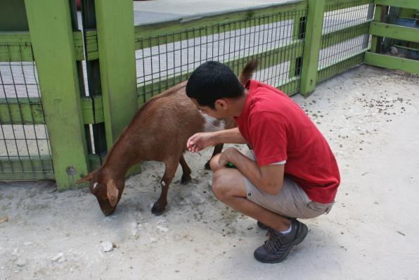 We will use our hands to gently pet the goats on their backs.
