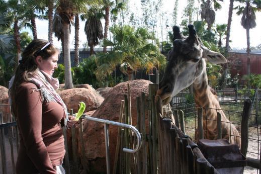 I will hold out the piece of lettuce for the giraffe to take.