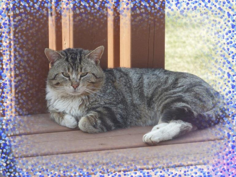 Featured Pets Tom Cat is a very sweet kitty who just wants to sit on your lap and have you rub his chubby cheeks.