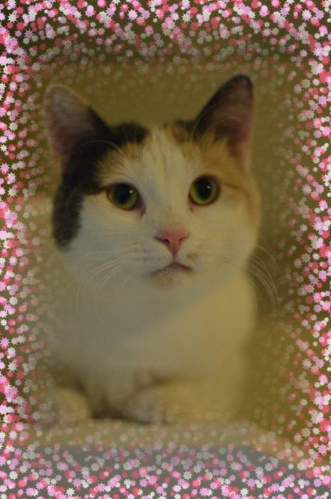 Emma is a very sweet kitty who likes to sit on your lap, be petted and play with her toys. She s very good natured.