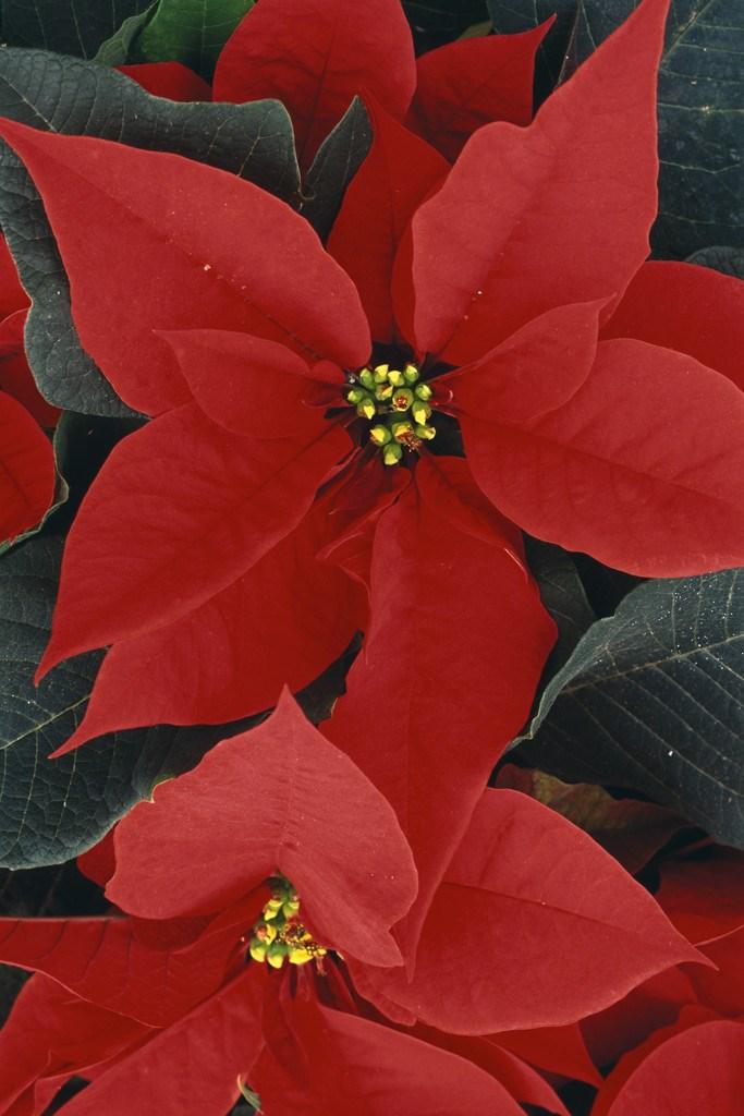 POTENTAILLY TOXIC HOLIDAY PLANTS BY DANA FARBMAN As the holiday season approaches, mistletoe will be carefully hung above door ways, holly will decorate the fireplace, and guests will arrive with