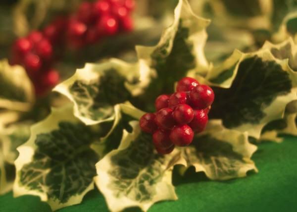 Whereas poinsettia ingestion produces mild effects in pets, the adverse effects caused by mistletoe ingestion are causes more severe symptoms, and can include GI irritation, polyuria, polydipsia,