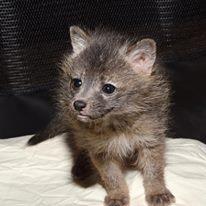Caring for Baby Foxes, Bobcats & Coyotes by Cheryl Millham, Exec. Dir., Lake Tahoe Wildlife Care, Inc.
