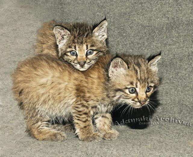 Bobcats by Cheryl Millham, Exec. Dir., Lake Tahoe Wildlife Care, Inc. Estrus (when a female is in heat) occurs in female bobcats once or twice a year, with the peak in January-February.