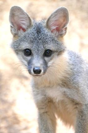 Birth weight for a Gray Fox will range between 86 and 100 grams (approximately 3 4 ounces). They have short, dark fur and their eyes are closed with their ears down.
