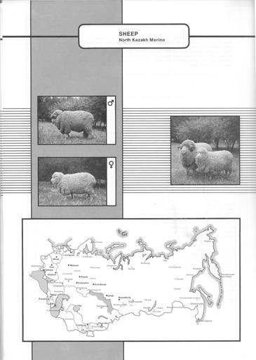 175 NORTH KAZAKH MERINO (Severokazakhskii merinos) North Kazakh Merinos are finewool sheep of wool-meat type. The breed was recognized in 1976.