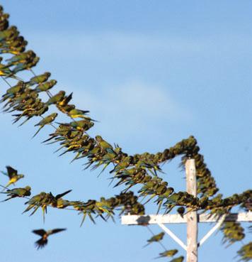 Photo: Don Preisler Thousands of Burrowing Parrots line the power lines in the village of El Cóndor, Patagonia, Argentina to roost.