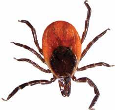 Place a 3-ft wide barrier of wood chips or gravel between lawns and wooded areas and around patios and play equipment. This will restrict tick migration into recreational areas.