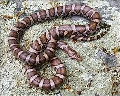 for the venomous copperhead snake. Too bad! The milk snake mainly feeds on rodents and is helpful to have around the home.