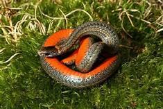 (photo by Jeffrey Pott) Northern Redbelly Snake Storeria occipitomaculata occipitomaculata Unfortunately, the only sighting